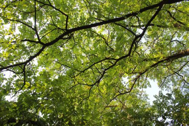 Yazın parkta yeşil ağaç yaprakları, akasya dalları
