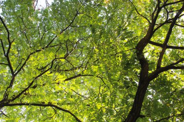 Yazın parkta yeşil ağaç yaprakları, akasya dalları