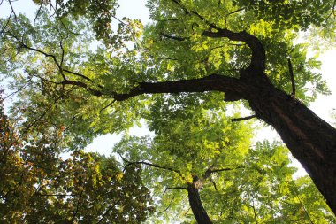 Ormandaki ağaç dalları