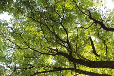 Ormanda yeşil yapraklar, yeşil yapraklı akasya dalları