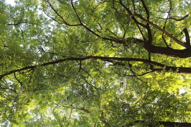 Ağaçta yeşil yapraklar, dallar