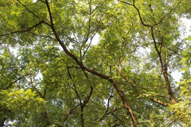 Ormanda yeşil yapraklar, yeşil yapraklı akasya dalları 