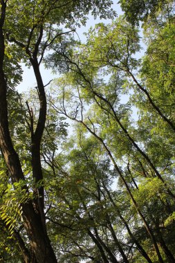 Ormandaki güzel ağaçlar, akasya ağaçları