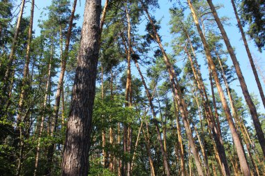 Yazın çam ormanı.