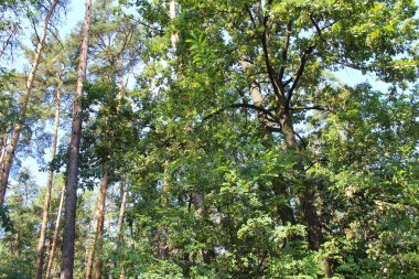 Orman ağaçları doğa manzarası. Güneş ışığı.