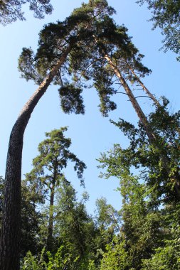 Çam ağacı olan çam ormanı