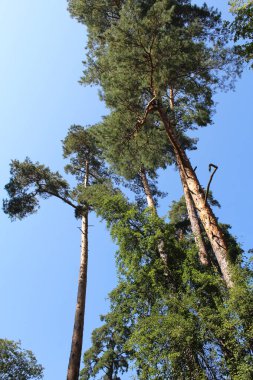 Ormandaki uzun çam ağaçları mavi gökyüzüne karşı.
