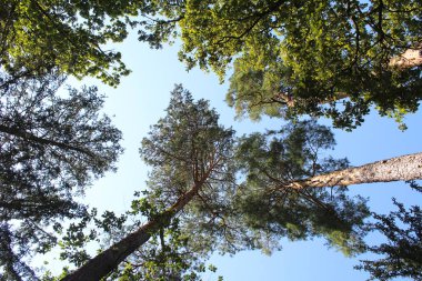 Doğadaki orman ağaçları, ağaçlar ve gökyüzü, ormandaki ağaçlar