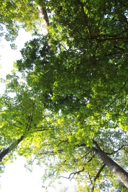 Ormanda yeşil yapraklar, yeşil yapraklı akasya dalları 