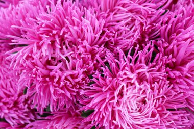 Asterlar çiçekler, pembe ve mor asterlerin çiçek arkaplanı.