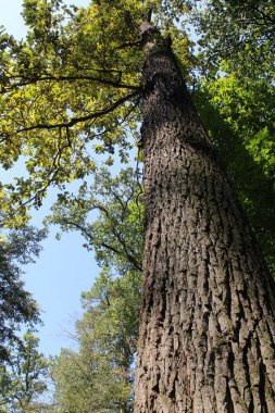 Meşe ağacı, doğanın güzel bir manzarası.