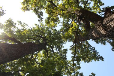 Ormandaki güzel ağaç