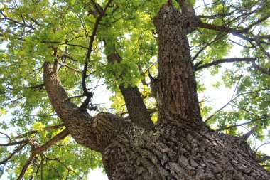 meşe ağacı, ormandaki yeşil ağaçlar