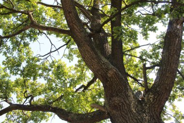 Parktaki ağaç