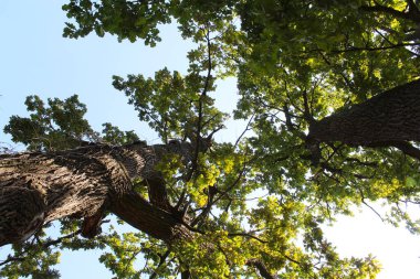 Yeşil yapraklı ağaç ve mavi gökyüzü