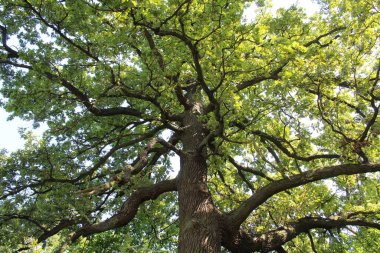 Ormanın arka planında büyük bir ağaç, yakın plan - Yazın bir ağaç, yeşil yapraklı büyük bir meşe ağacı