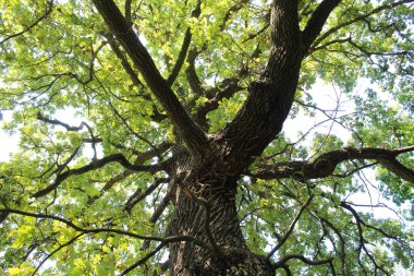 Ormanın arka planında büyük bir ağaç, yakın plan - Yazın bir ağaç, yeşil yapraklı büyük bir meşe ağacı