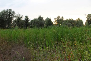 Yaz arazisi manzarası