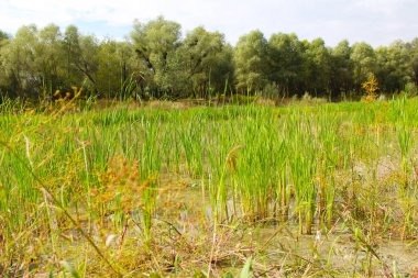 Bataklıktaki çimenler, yerdeki çimenler, doğa.