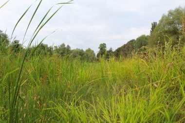 Yazın nehir olan güzel bir manzara.