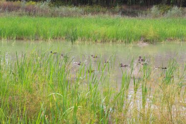 Yazın gölde yüzen bir grup genç ördek.