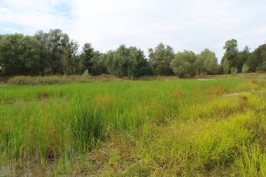 Nehir ve gölü olan güzel bir manzara.