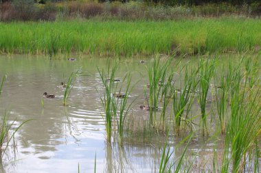 Bataklıktaki ördekler, doğal ortamlarında vahşi ördekler, gölette yüzen bir ördek sürüsü. 