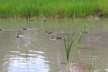 Bataklıktaki ördekler, doğal ortamlarında vahşi ördekler, gölette yüzen bir ördek sürüsü. 