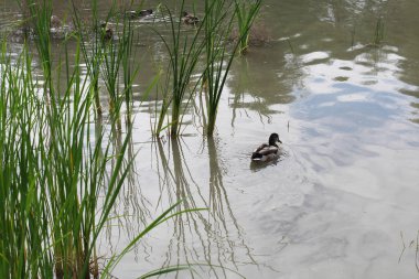 Sudaki ördek, vahşi doğa