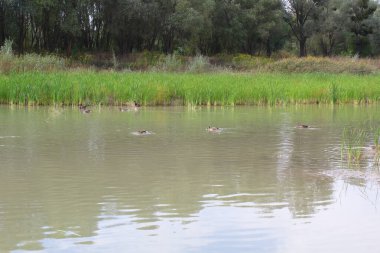 Ördekler gölette yüzüyor.