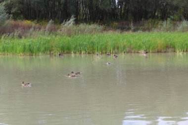 Gölde ördekler, bataklıkta ördekler, çimlerde ördekler