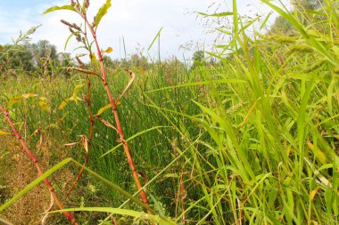 yeşil çimenler ve mavi gökyüzü arka planı, bataklığın yakınındaki çimlerin üzerinde yeşil yeşil, doğal çimen arka planı, 