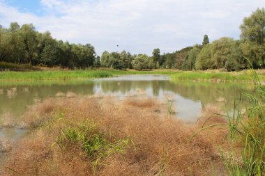 Parktaki gölün manzarası