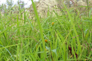 Bahçedeki yeşil çimenler