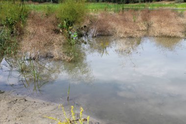  Gölette büyüyen bitkiler, sudaki güzel bitkiler.