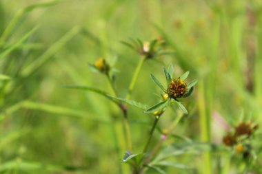 yeşil bitkiler tarlada