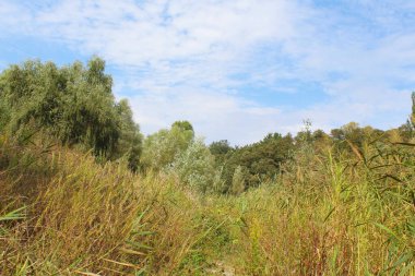 Tarladaki güzel bir ağaç görüntüsü.