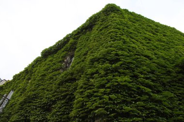 Evin duvarında yeşil sarmaşık, tuğla duvarda yeşil sarmaşık bitkisi