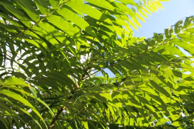 yeşil yaprak dokusu arkaplanı.