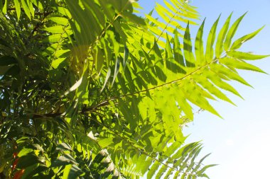 Yeşil yapraklı arka plan. Doğa Arkaplanı