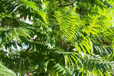 Yeşil yapraklı arka plan. Doğa Arkaplanı