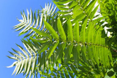 Bahçedeki bir ağacın yeşil yaprakları