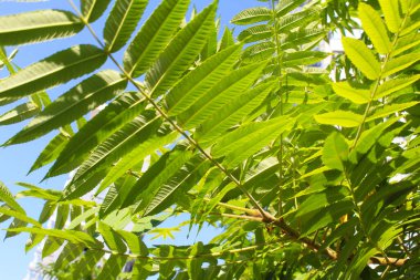 Bahçedeki bir ağacın yeşil yaprakları