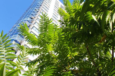 Şehirdeki ağaçlar, ağaç yaprakları 