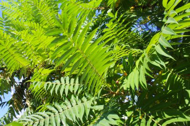 Yapraklı yeşil ağaç, yeşil yapraklı arka plan