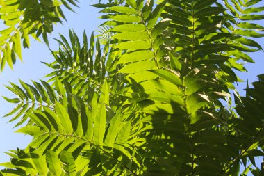 Yapraklı yeşil ağaç, yeşil yapraklı arka plan