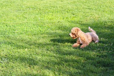 Köpek çimenlerde koşuyor..