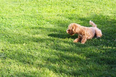 Çimlerde cocker spaniel köpek yavrusu