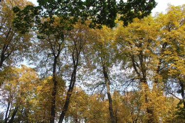 Ağaçlar ve yapraklarla dolu güzel bir sonbahar ormanı