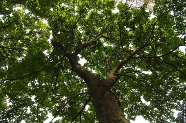 Parktaki yeşil yaprak